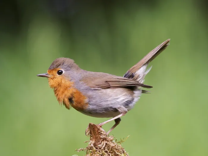 Gerahmter Druck : Robin (Erithacus rubecula) sitzt auf einem moosigen Wurzelstock. Gerahmter Druck : Robin (Erithacus rubecula) sitzt auf einem moosigen Wurzelstock.