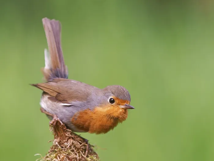 Gerahmter Druck : Robin (Erithacus rubecula) sitzt auf einem moosbedeckten Wurzelstumpf. Gerahmter Druck : Robin (Erithacus rubecula) sitzt auf einem moosbedeckten Wurzelstumpf.