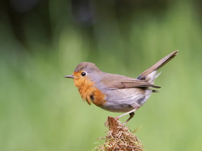 Gerahmter Druck : Robin (Erithacus rubecula) sitzt auf einem moosbedeckten Wurzelstück. Gerahmter Druck : Robin (Erithacus rubecula) sitzt auf einem moosbedeckten Wurzelstück.
