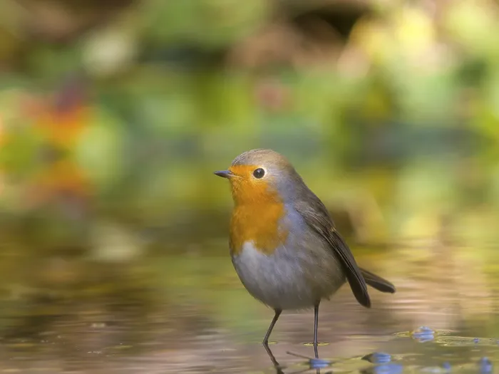 Gerahmter Druck : Ein Rotkehlchen (Erithacus rubecula) steht in flachem Wasser. Gerahmter Druck : Ein Rotkehlchen (Erithacus rubecula) steht in flachem Wasser.