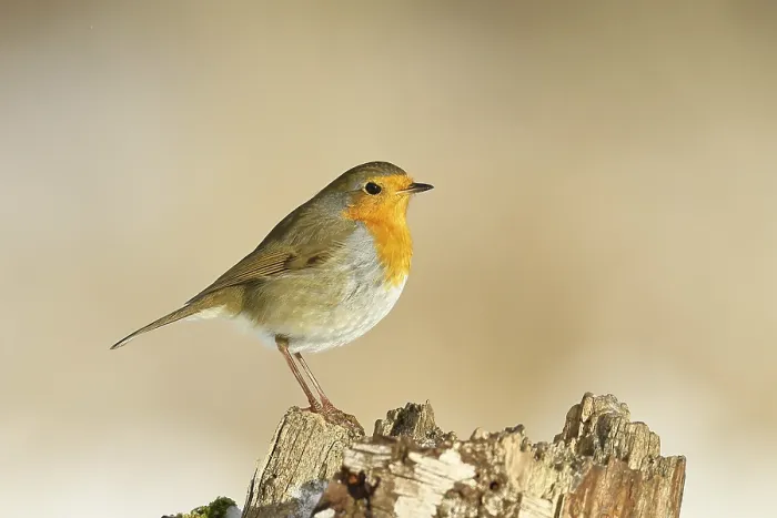 Gerahmter Druck : Robin (Erithacus rubecula) steht auf Baumstamm. Gerahmter Druck : Robin (Erithacus rubecula) steht auf Baumstamm.
