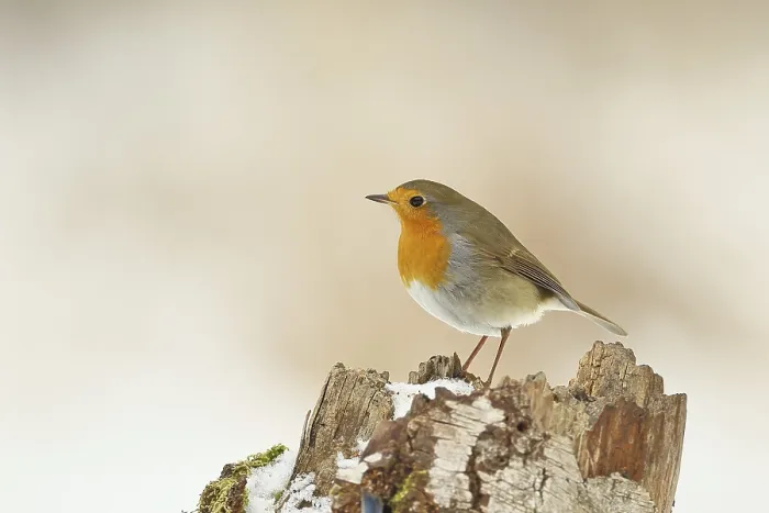 Gerahmter Druck : Robin (Erithacus rubecula) steht auf Baumstamm. Gerahmter Druck : Robin (Erithacus rubecula) steht auf Baumstamm.