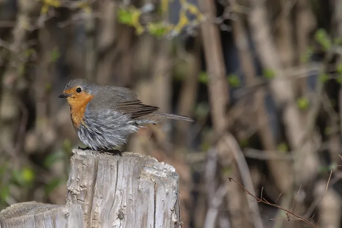 Gerahmter Druck : Robin (Erithacus rubecula) auf einem Baumstumpf. Gerahmter Druck : Robin (Erithacus rubecula) auf einem Baumstumpf.