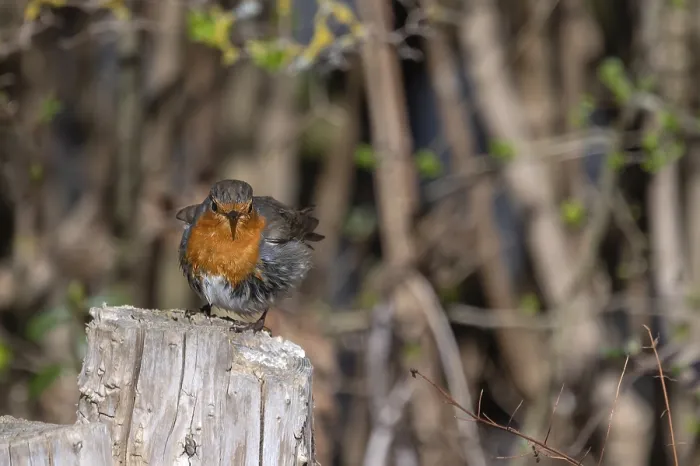 Gerahmter Druck : Robin (Erithacus rubecula) auf einem Baumstumpf. Gerahmter Druck : Robin (Erithacus rubecula) auf einem Baumstumpf.