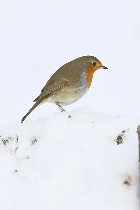 Gerahmter Druck : Robin (Erithacus rubecula), im Winter auf dem Boden im Schnee. Gerahmter Druck : Robin (Erithacus rubecula), im Winter auf dem Boden im Schnee.