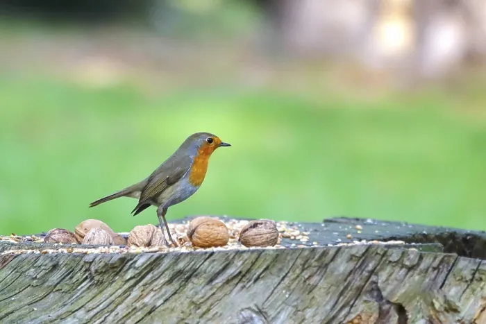Gerahmter Druck : Robin, Winter, Deutschland Gerahmter Druck : Robin, Winter, Deutschland