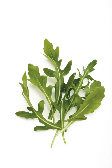 Gerahmter Druck : Roter Rucola