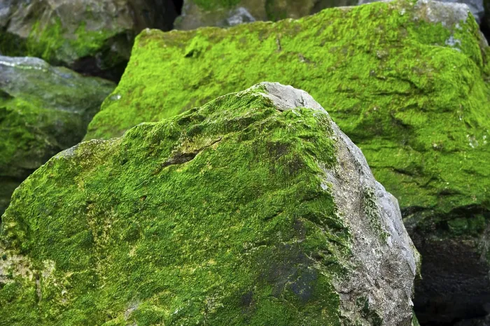 Gerahmter Druck : Felsen bedeckt mit Algen, Corniche Basque. Gerahmter Druck : Felsen bedeckt mit Algen, Corniche Basque.