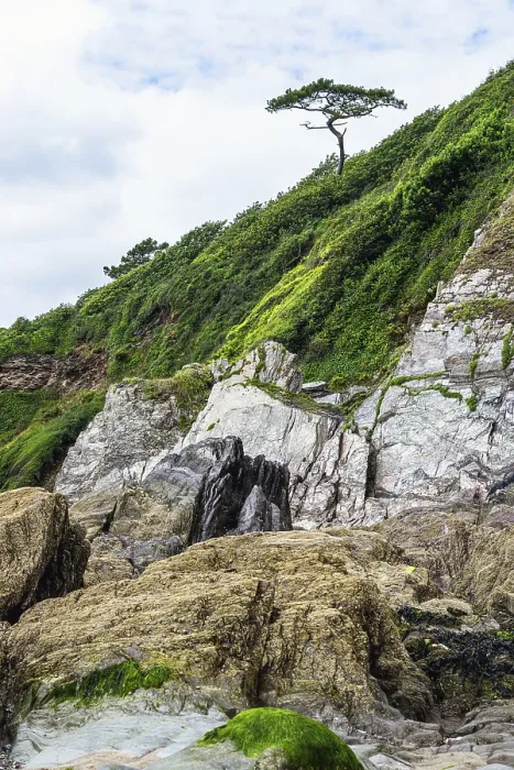 Gerahmter Druck : Felsen und Baum auf Klippe über Mothecombe Beach Gerahmter Druck : Felsen und Baum auf Klippe über Mothecombe Beach