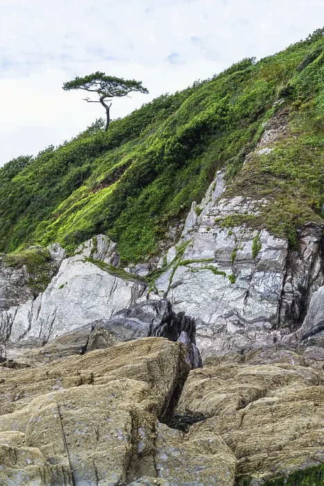Gerahmter Druck : Felsen und Baum auf Klippe über Mothecombe Beach.