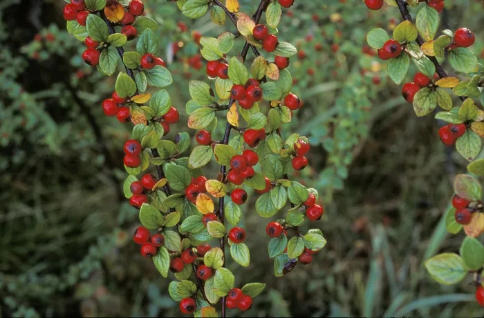 Gerahmter Druck : Felsengrabescher Cotoneaster mit Beeren - Cotoneaster horizontalis Deutschland Gerahmter Druck : Felsengrabescher Cotoneaster mit Beeren - Cotoneaster horizontalis Deutschland