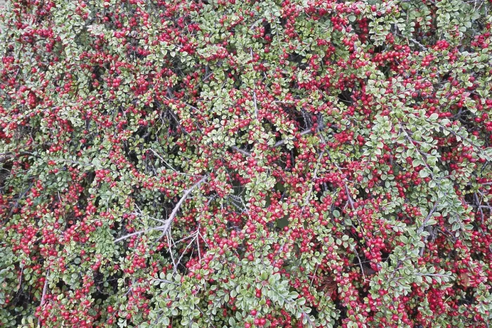 Gerahmter Druck : Kotoneaster mit Früchten (Cotoneaster horizontalis), Hannover, Niedersachsen, Deutschland Gerahmter Druck : Kotoneaster mit Früchten (Cotoneaster horizontalis), Hannover, Niedersachsen, Deutschland