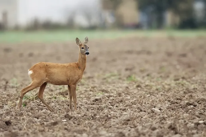 Gerahmter Druck : Reh im Wald in einem Lichtungen. Gerahmter Druck : Reh im Wald in einem Lichtungen.