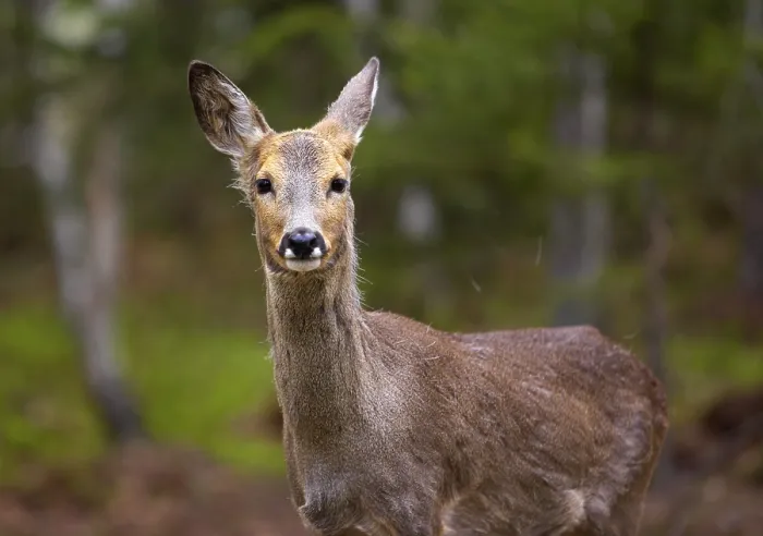 Gerahmter Druck : Rehwild in Norwegen Gerahmter Druck : Rehwild in Norwegen