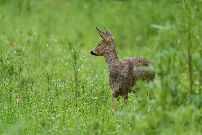 Gerahmter Druck : Ein Reh im Wiesengrund.