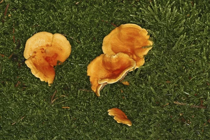 Gerahmter Druck : Gefüllte Pilze in Moos. Gerahmter Druck : Gefüllte Pilze in Moos.