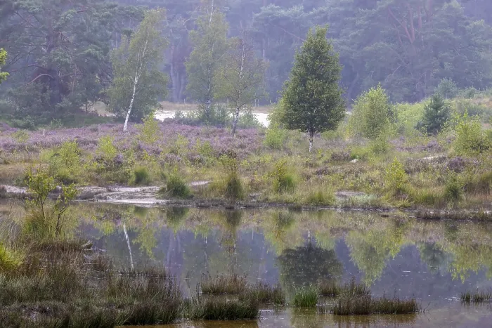 Gerahmter Druck : Roode Beek in Brunssumer Heide, Niederlande Gerahmter Druck : Roode Beek in Brunssumer Heide, Niederlande