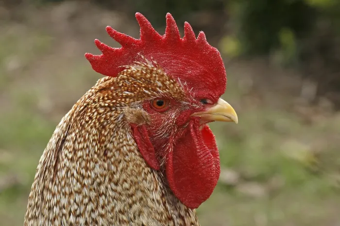 Gerahmter Druck : Hahn - Huhn Gerahmter Druck : Hahn - Huhn