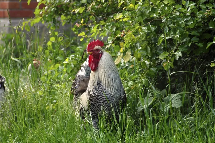 Gerahmter Druck : Hahn im Garten Gerahmter Druck : Hahn im Garten