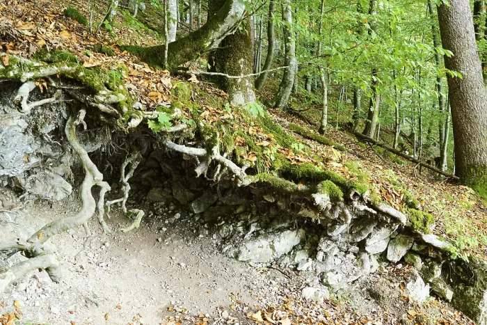 Gerahmter Druck : Wurzelsystem eines alten Baumes im Herbst. Gerahmter Druck : Wurzelsystem eines alten Baumes im Herbst.