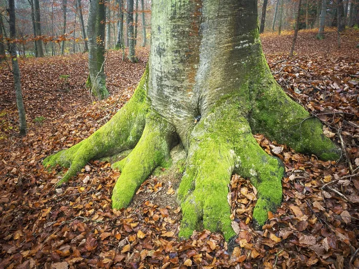 Gerahmter Druck : Wurzel eines Baumes bedeckt mit Moos im Herbst. Gerahmter Druck : Wurzel eines Baumes bedeckt mit Moos im Herbst.