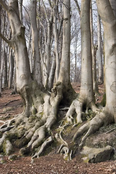 Gerahmter Druck : Wurzeln eines Buchenwaldes Gerahmter Druck : Wurzeln eines Buchenwaldes