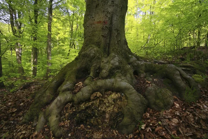 Gerahmter Druck : Wurzeln eines Buchenbaums (Fagus sylvatica) Gerahmter Druck : Wurzeln eines Buchenbaums (Fagus sylvatica)