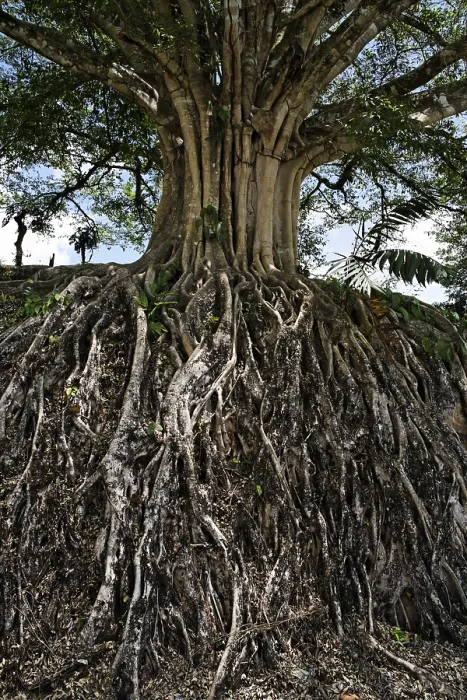 Gerahmter Druck : Wurzeln eines großen Baumes, Banyan-Baum. Gerahmter Druck : Wurzeln eines großen Baumes, Banyan-Baum.