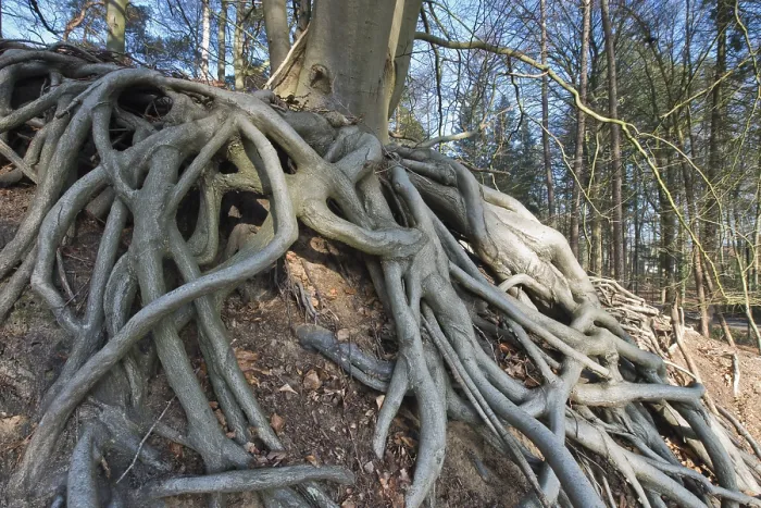Gerahmter Druck : Wurzeln einer Gemeinen Eiche (Fagus sylvatica) Gerahmter Druck : Wurzeln einer Gemeinen Eiche (Fagus sylvatica)