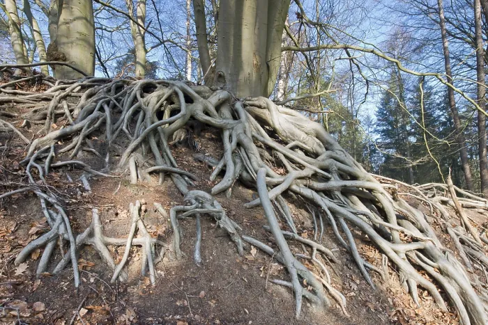 Gerahmter Druck : Wurzeln einer Gemeinen Buche (Fagus sylvatica) Gerahmter Druck : Wurzeln einer Gemeinen Buche (Fagus sylvatica)