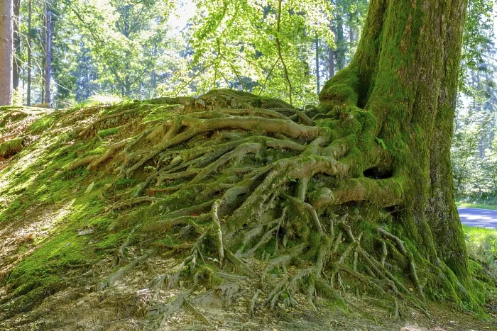 Gerahmter Druck : Wurzeln, mächtiger Baum, am Wiesbuttsee. Gerahmter Druck : Wurzeln, mächtiger Baum, am Wiesbuttsee.