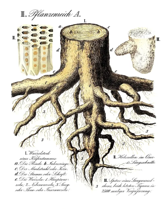 Gerahmter Druck : Stammtrieb eines Kiefernstamms, Pinus. Gerahmter Druck : Stammtrieb eines Kiefernstamms, Pinus.