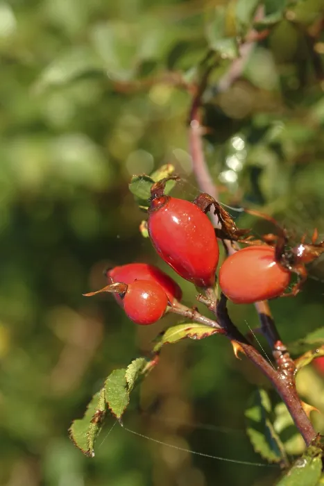 Gerahmter Druck : Rosa canina Gerahmter Druck : Rosa canina