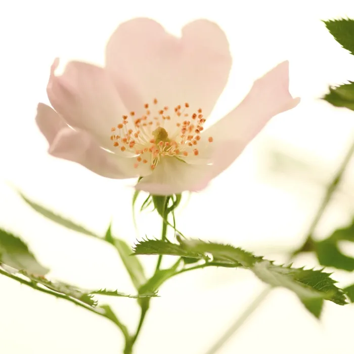 Gerahmter Druck : Rosa canina Gerahmter Druck : Rosa canina