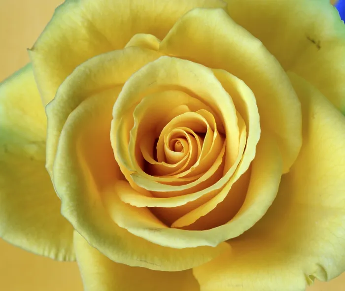 Gerahmter Druck : Rose Gerahmter Druck : Rose