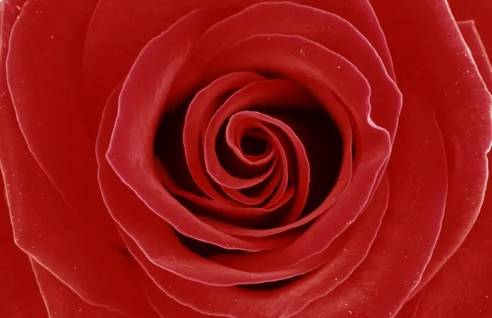 Gerahmter Druck : Rose Gerahmter Druck : Rose