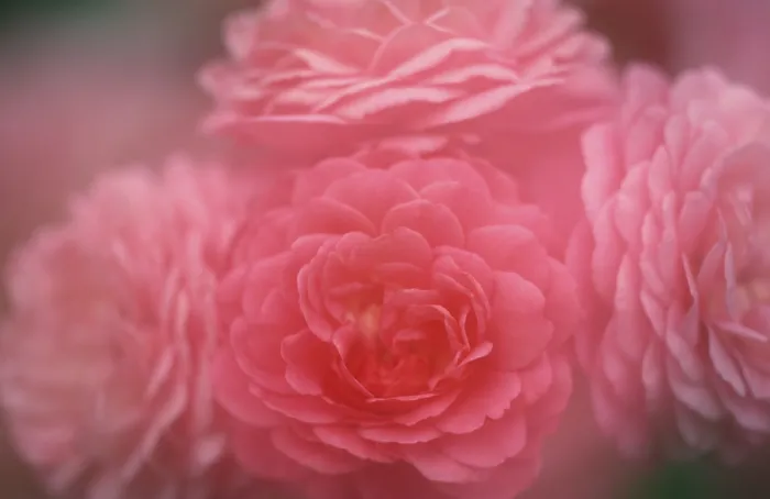 Gerahmter Druck : Rose Gerahmter Druck : Rose