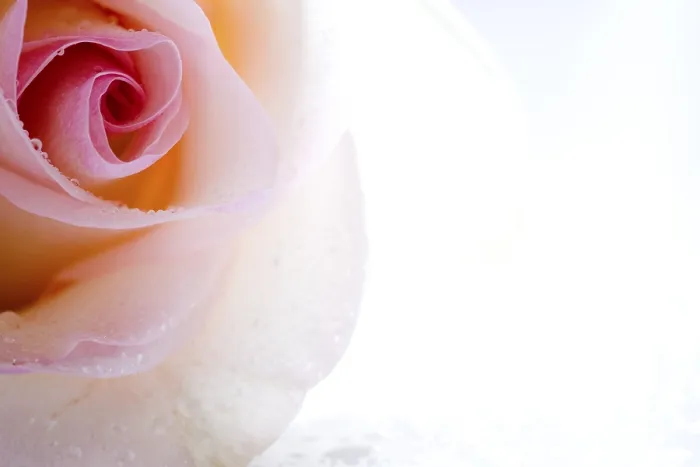 Gerahmter Druck : Ein Detail einer Rose. Gerahmter Druck : Ein Detail einer Rose.