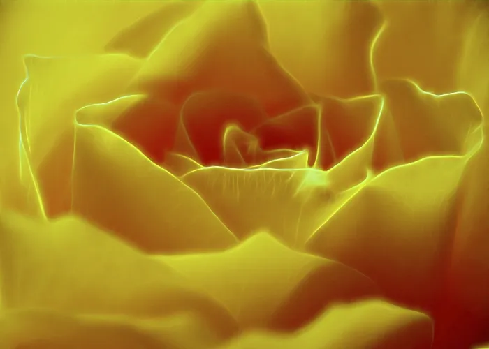 Gerahmter Druck : Rose Gerahmter Druck : Rose