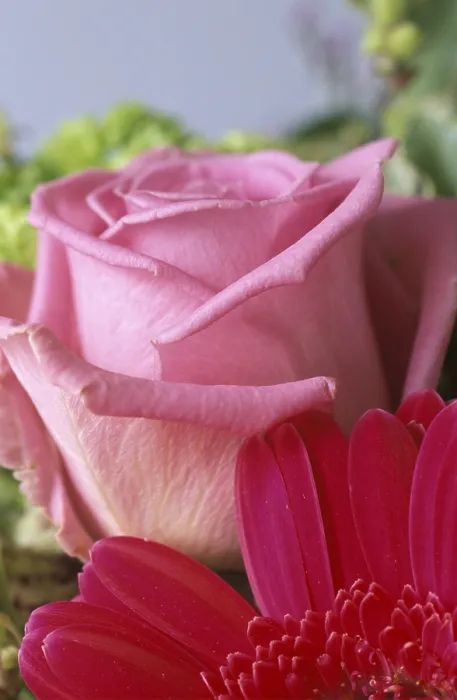Gerahmter Druck : Rosen blühen. Gerahmter Druck : Rosen blühen.