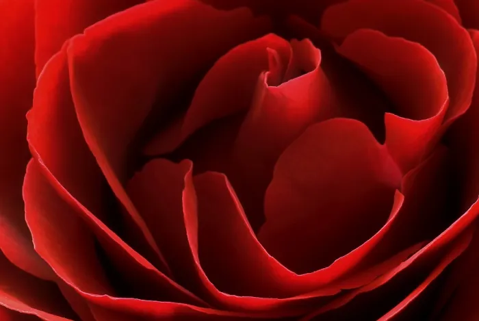 Gerahmter Druck : Ein Detail einer Rosenblüte. Gerahmter Druck : Ein Detail einer Rosenblüte.
