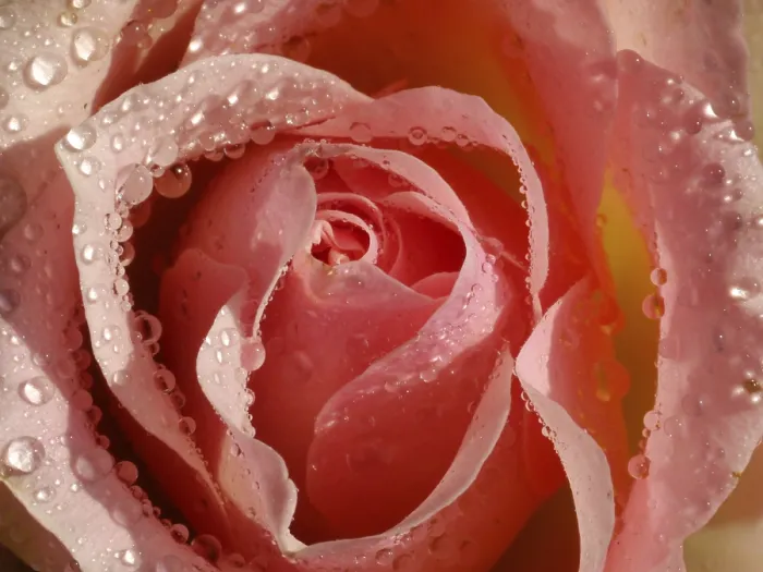 Gerahmter Druck : Rosenblüte