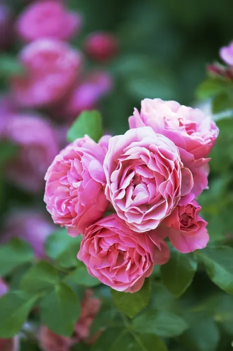 Gerahmter Druck : Rosen blühen. Gerahmter Druck : Rosen blühen.
