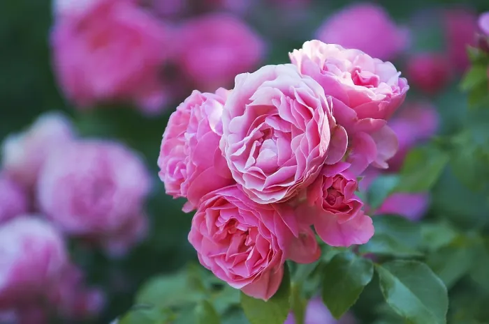 Gerahmter Druck : Rosen blühen. Gerahmter Druck : Rosen blühen.