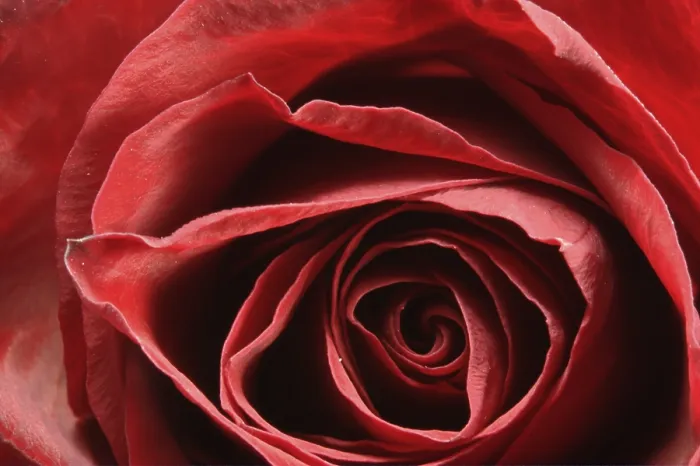 Gerahmter Druck : Roseknospe auf Gabel Gerahmter Druck : Roseknospe auf Gabel