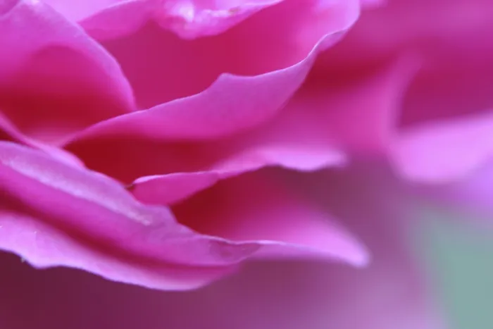 Gerahmter Druck : Rose, Blüten-Detail. Gerahmter Druck : Rose, Blüten-Detail.