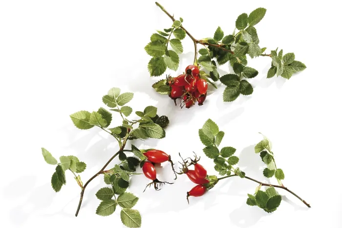 Gerahmter Druck : Rosenschoten Gerahmter Druck : Rosenschoten