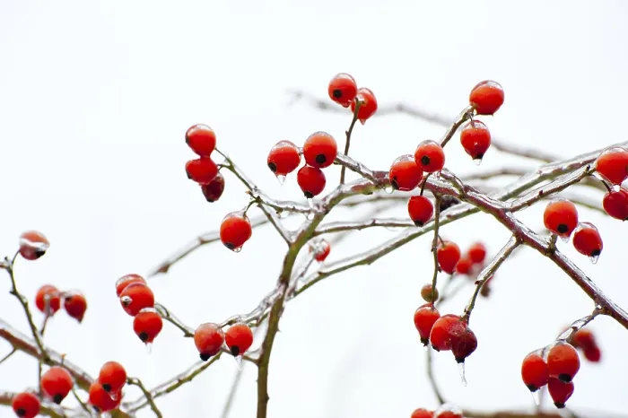 Gerahmter Druck : Rosenschoten unter einer Schicht Eis. Gerahmter Druck : Rosenschoten unter einer Schicht Eis.