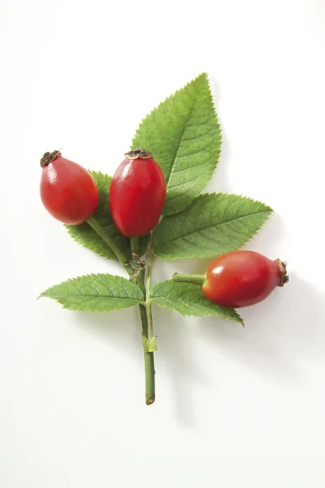 Gerahmter Druck : Rosenschoten mit Blättern. Gerahmter Druck : Rosenschoten mit Blättern.