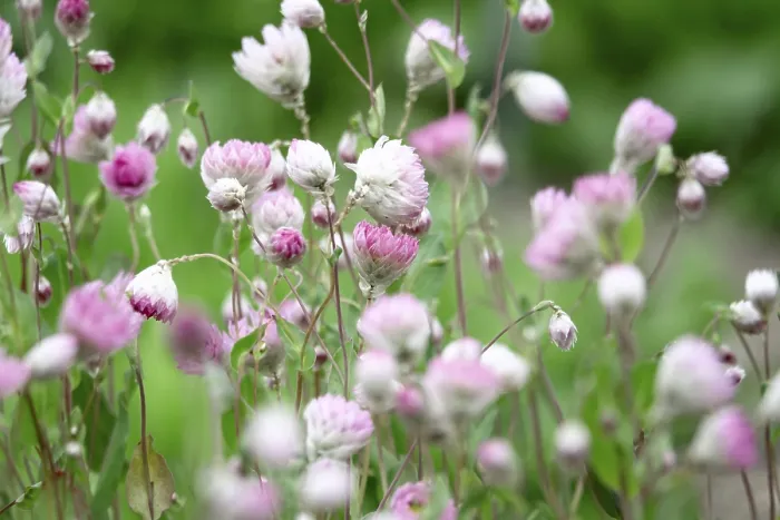 Gerahmter Druck : Rosenimmortelle, Deutschland. Gerahmter Druck : Rosenimmortelle, Deutschland.